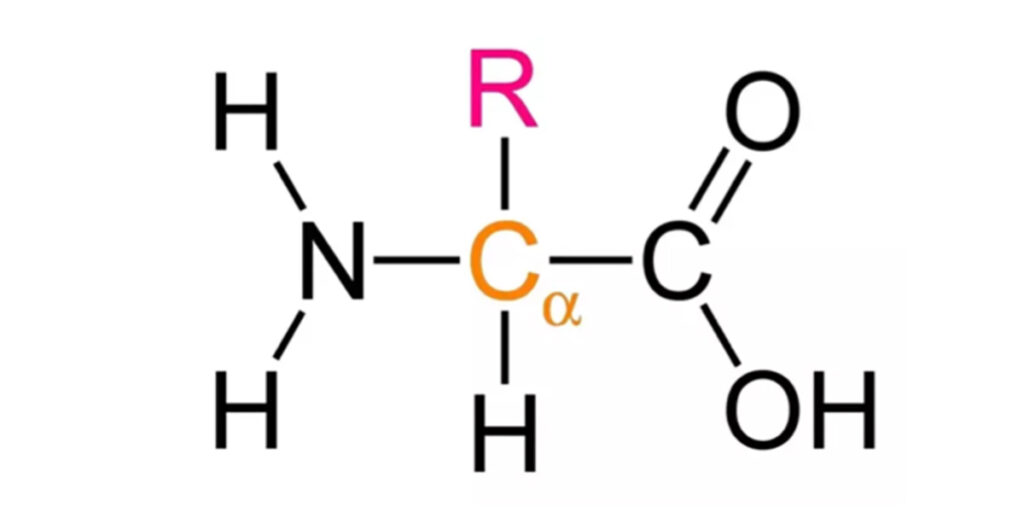 amino_acid amino_acid