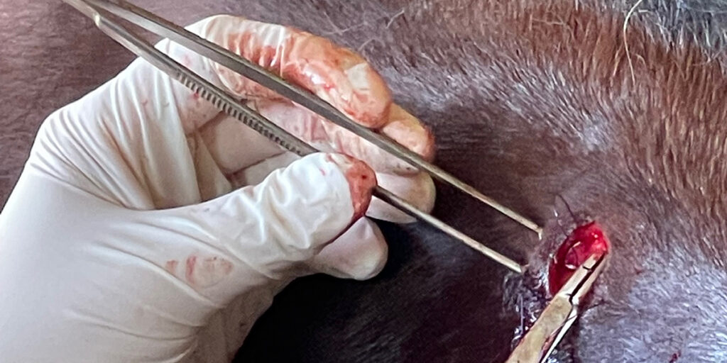 muscle_biopsy muscle_biopsy