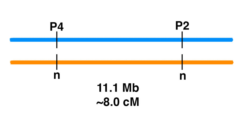 P2_P4_linkage P2_P4_linkage