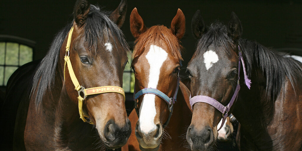 three-horses three-horses