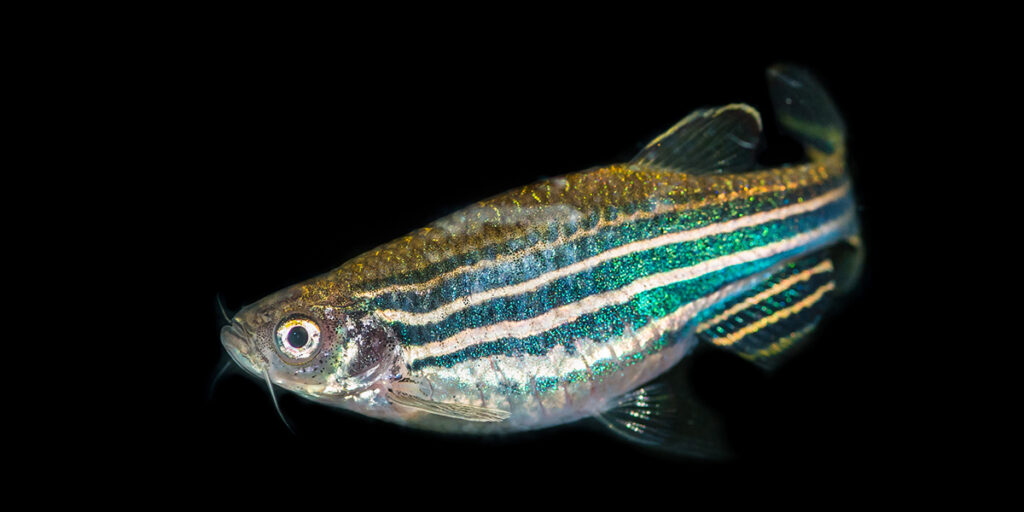zebrafish zebrafish