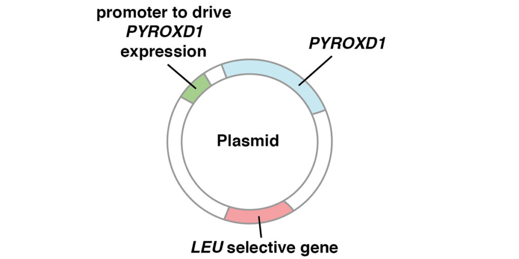 P8_plasmid P8_plasmid