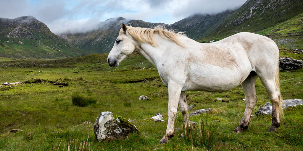 Connemara Connemara