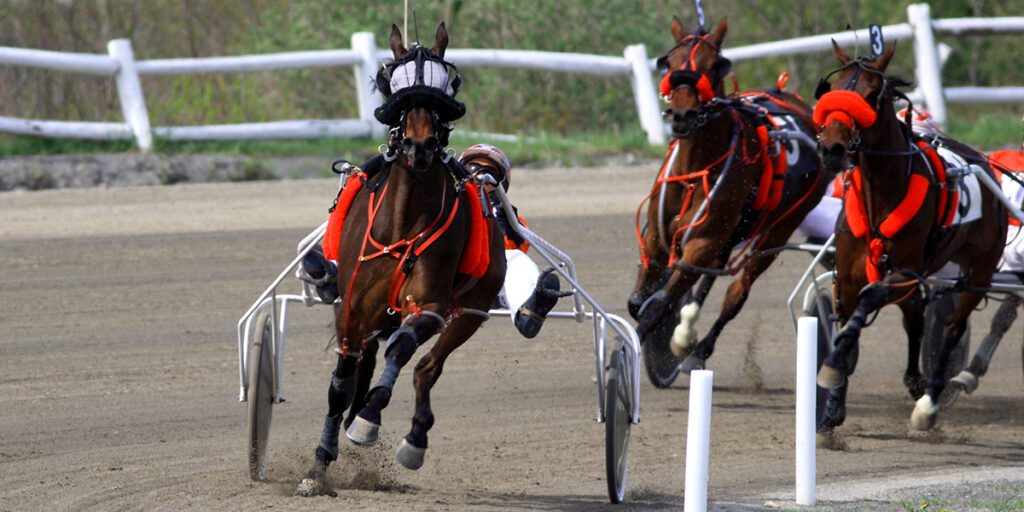 Standardbred Standardbred